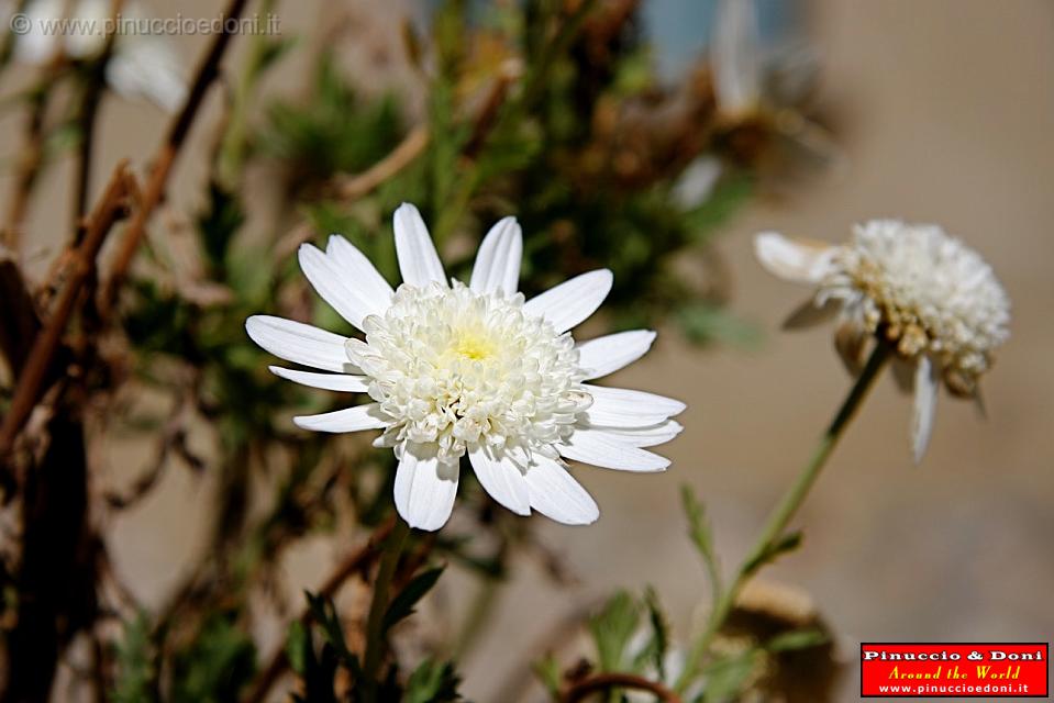 BOLIVIA - Isla del Sol - Titicaca Lake - 32.jpg